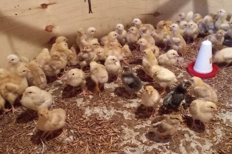 Chicks at rescue center